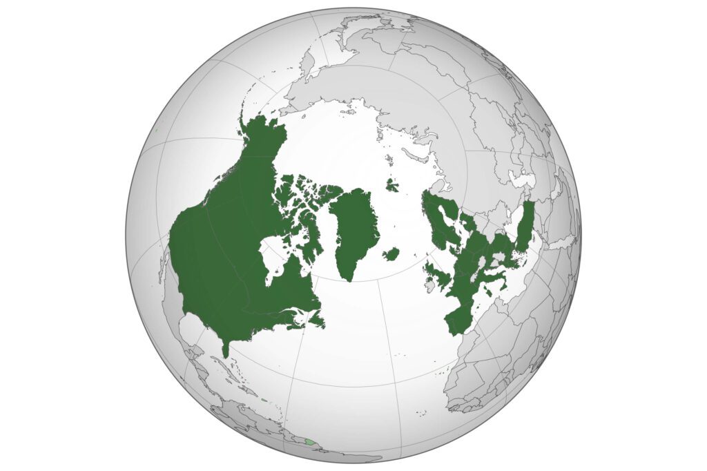 An orthographic projection of the North Atlantic Treaty Organization. What is NATO 